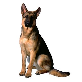 Dogs