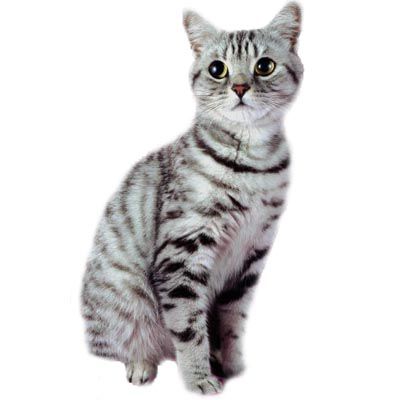 Cats