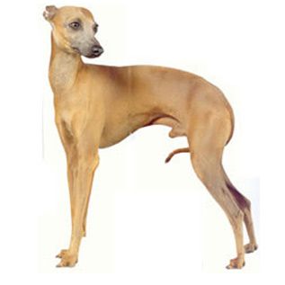 Greyhounds