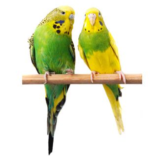 Birds
