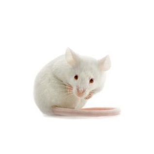 Small Animals