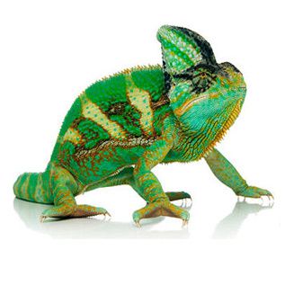 Reptiles