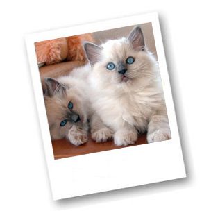 Picture Gallery