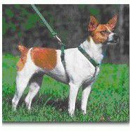 Lupine 1/2" Roman Harness 9-14inch