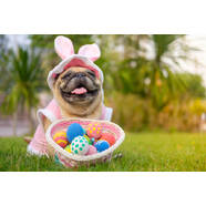 Easter Safety for your Pets! 