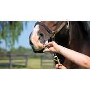Horse Worming Guide
