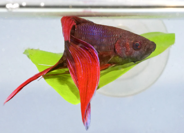 Zoo Med Betta Bed Leaf Hammock