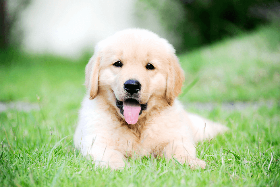 Puppy Checklist