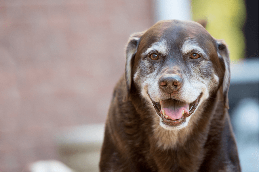 Senior Dog Checklist