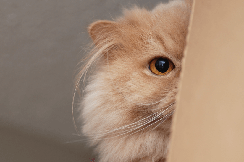 Anxious Cat Checklist