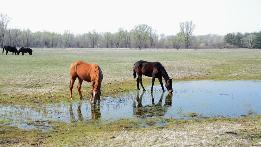 horse drinking water