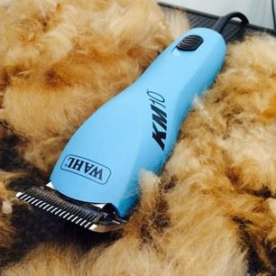 Clipping Grooming and Shaving your Pet