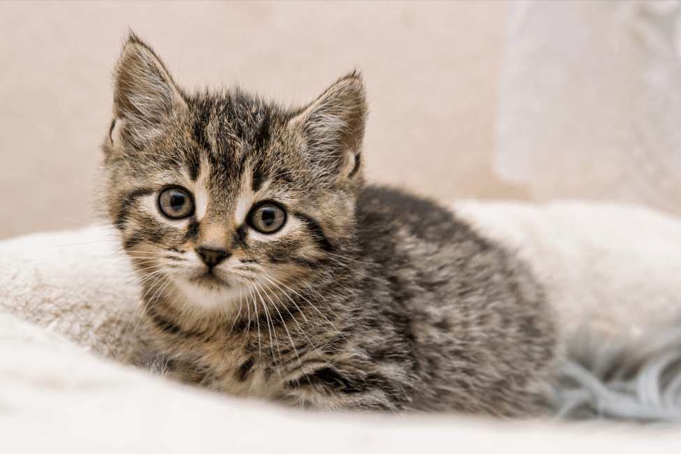Kitten Checklist