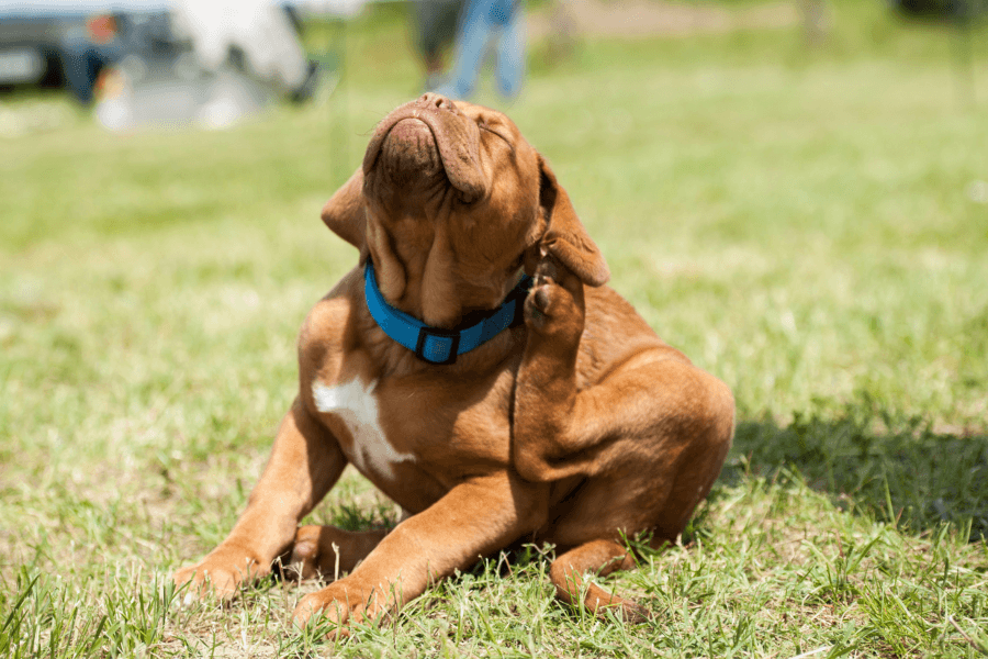 Itchy Dog Checklist