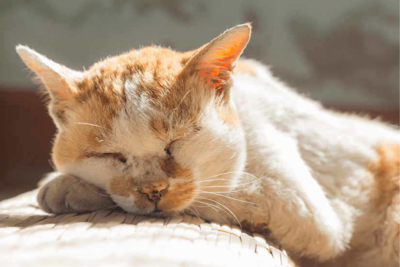 Senior Cat Checklist
