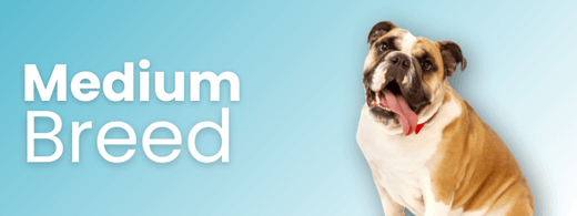 Medium Dogs