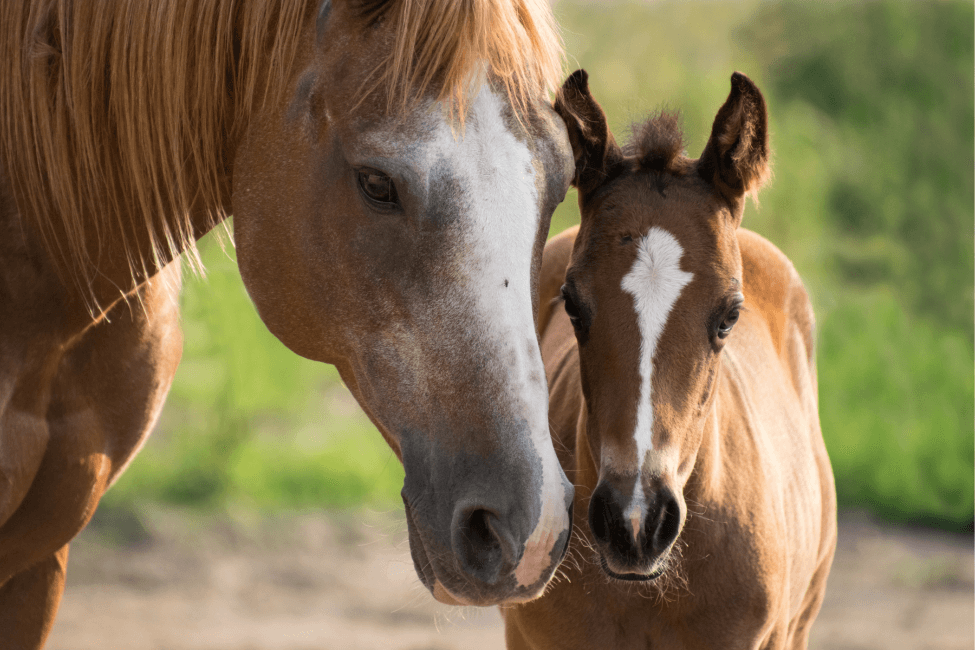 Foal Checklist