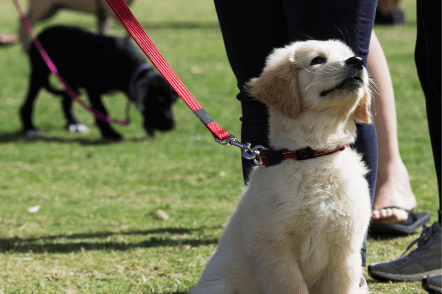 Puppy Training Checklist