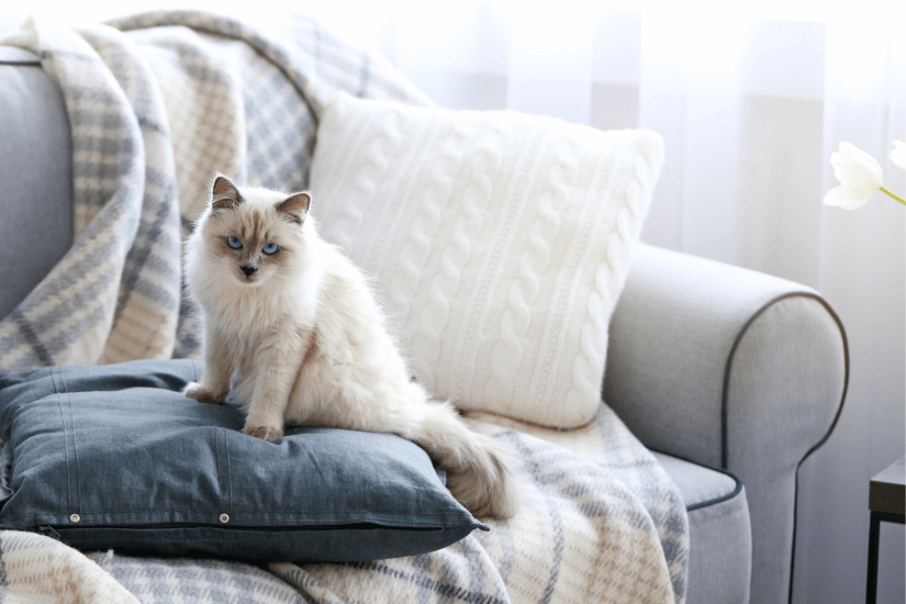 Indoor Cat Checklist