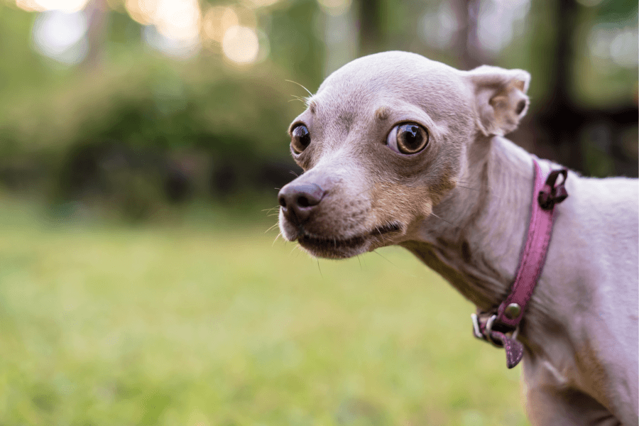Calming Dog Checklist