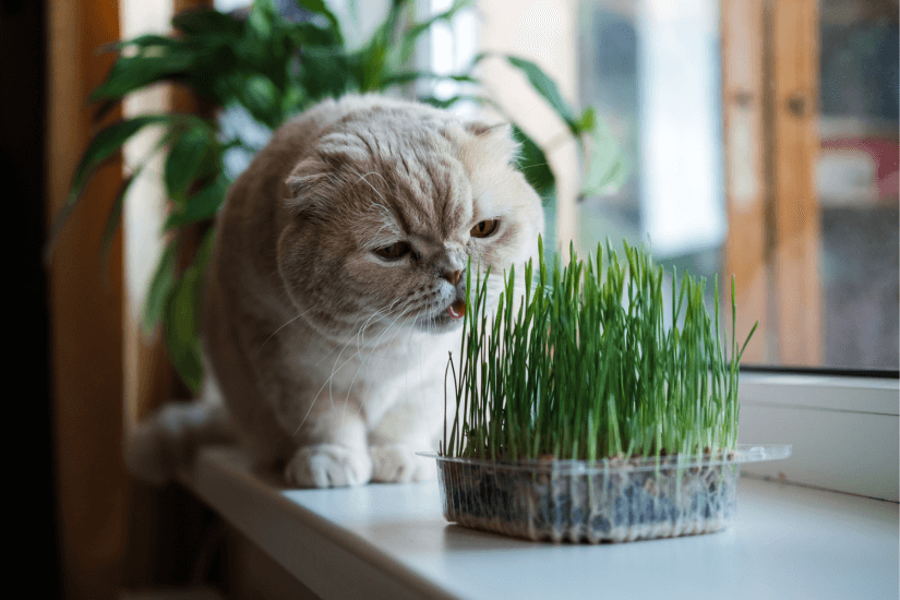 Hairball Checklist