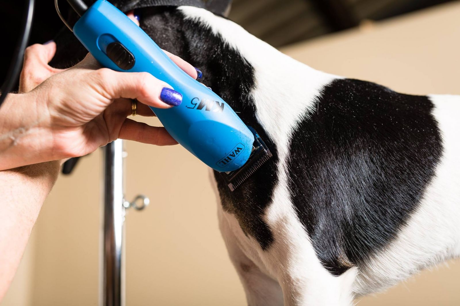 best dog clippers for at home use