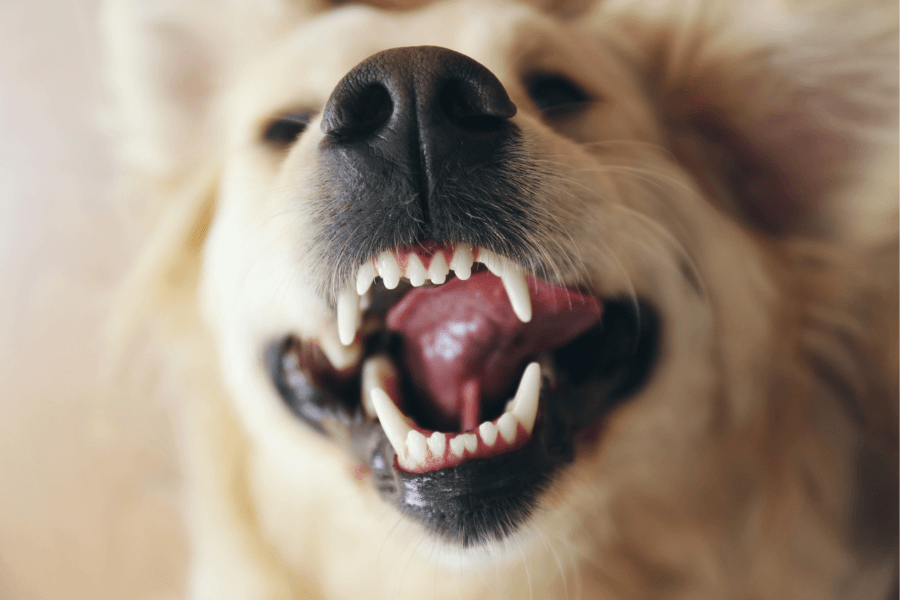Dog Dental Checklist