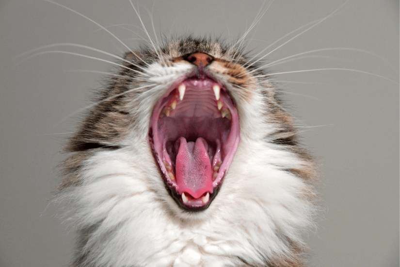Cat Dental Care Checklist