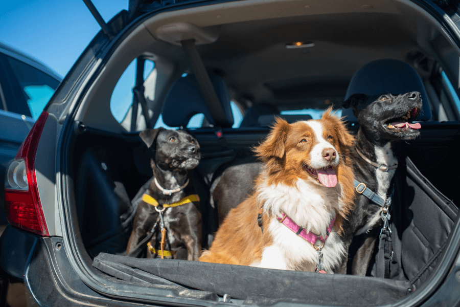 Dog Travel Checklist