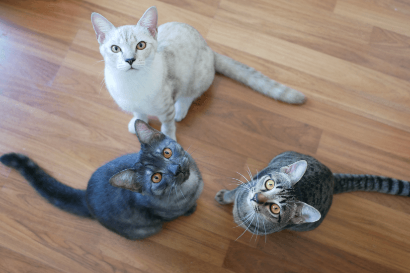 Multi-Cat Household Checklist