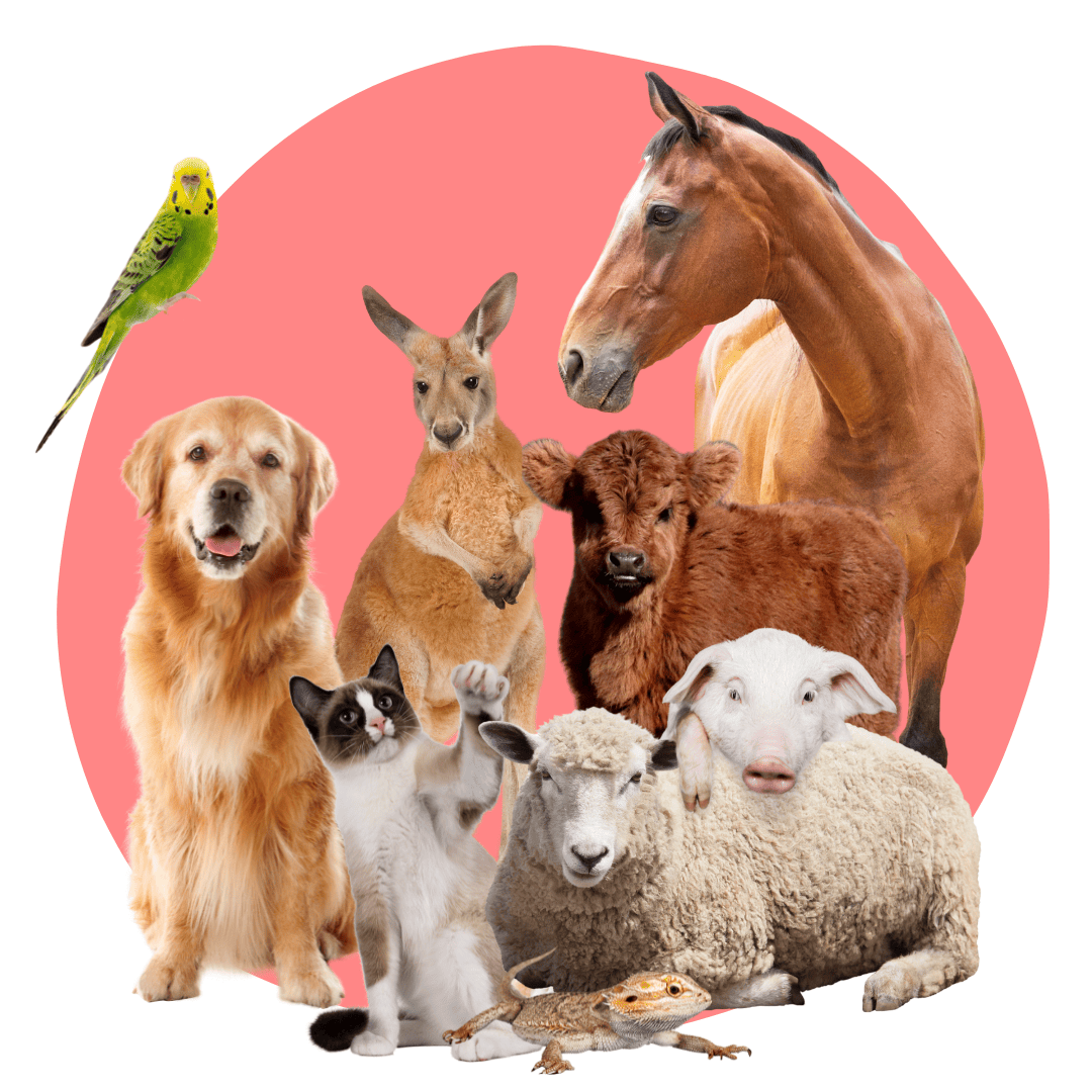The Vet Shed - Where It Costs Less To Give Your Pet The Best