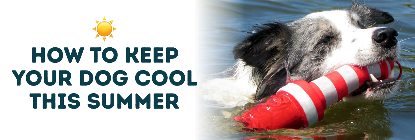 Summer’s Coming: Keep Your Dog Cool & Comfortable Outdoors — The Vet Shed