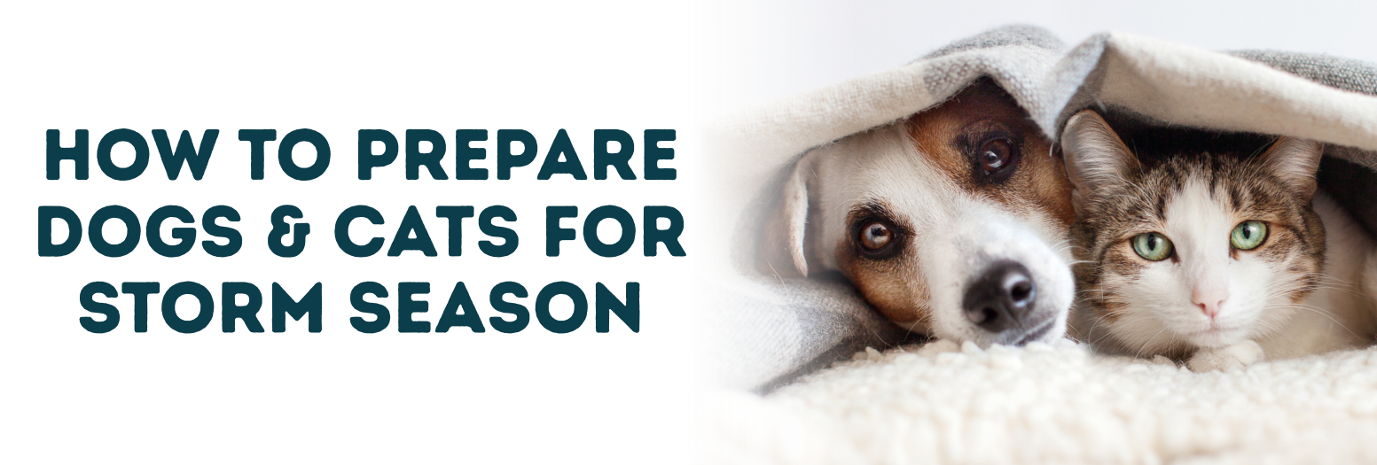 Storm Season: Practical Steps For Dogs & Cats — The Vet Shed