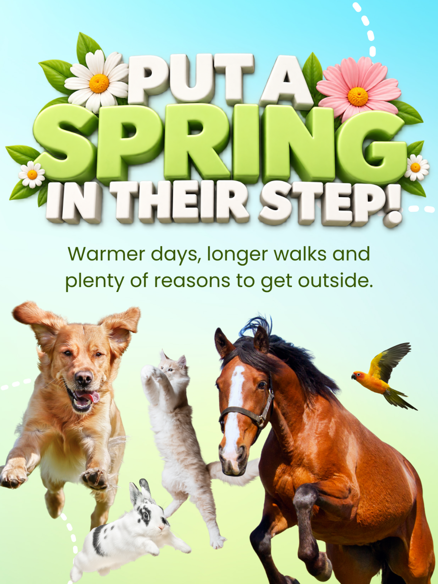 Spring Pet Essentials