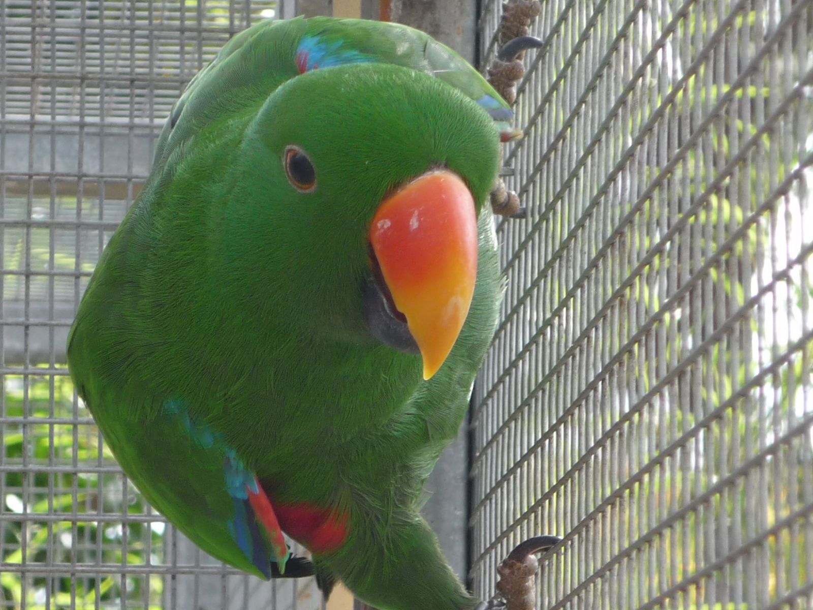 Vet Shed Blog Birds Bird Health, Hygiene & Safety