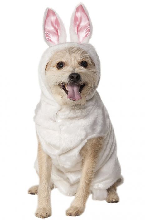 Pet Costume