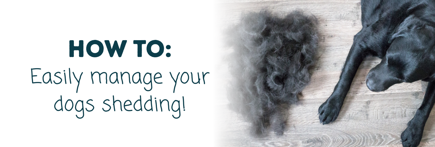 Dog Shedding Solutions — Brushes, Shampoos & Home Hair Hacks