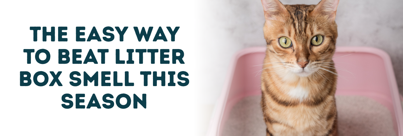 The Easy Way to Beat Litter Box Smell This Season