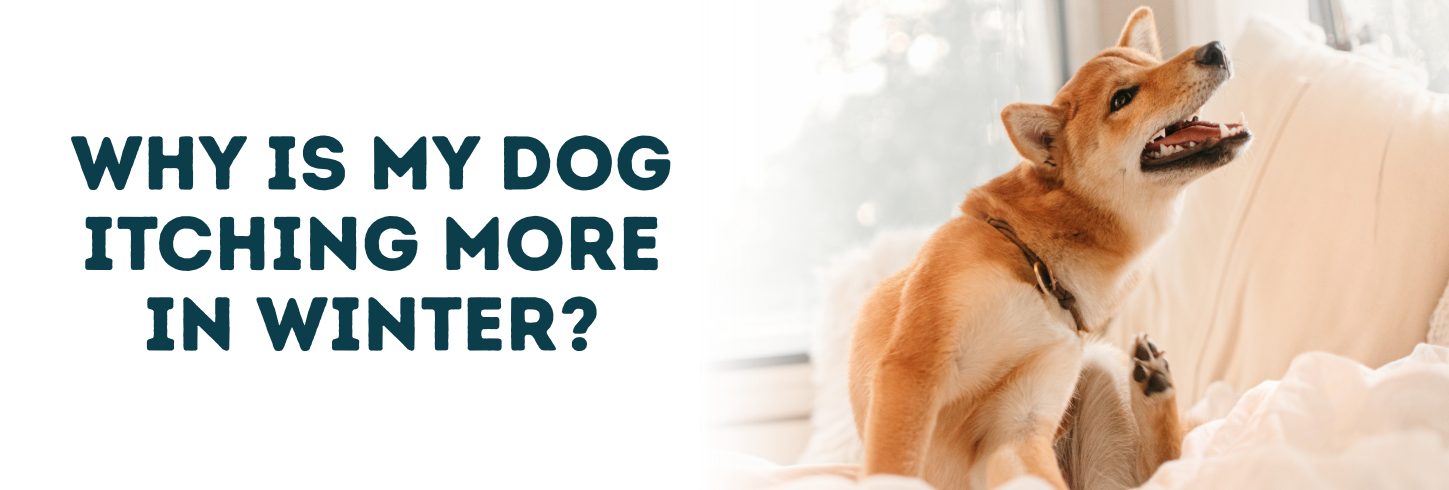 Why Is My Dog Itching In Winter?