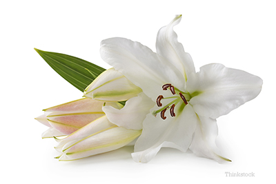 Easter Lily