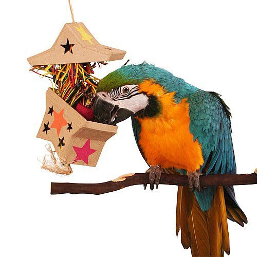 Enriching The Life Of Your Bird