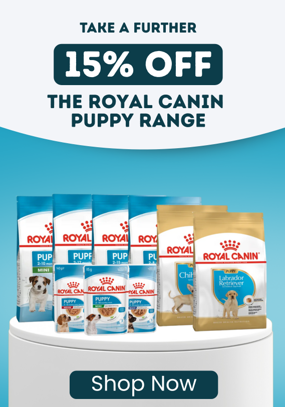 Take A Further 15% Off The KONG Puppy Range