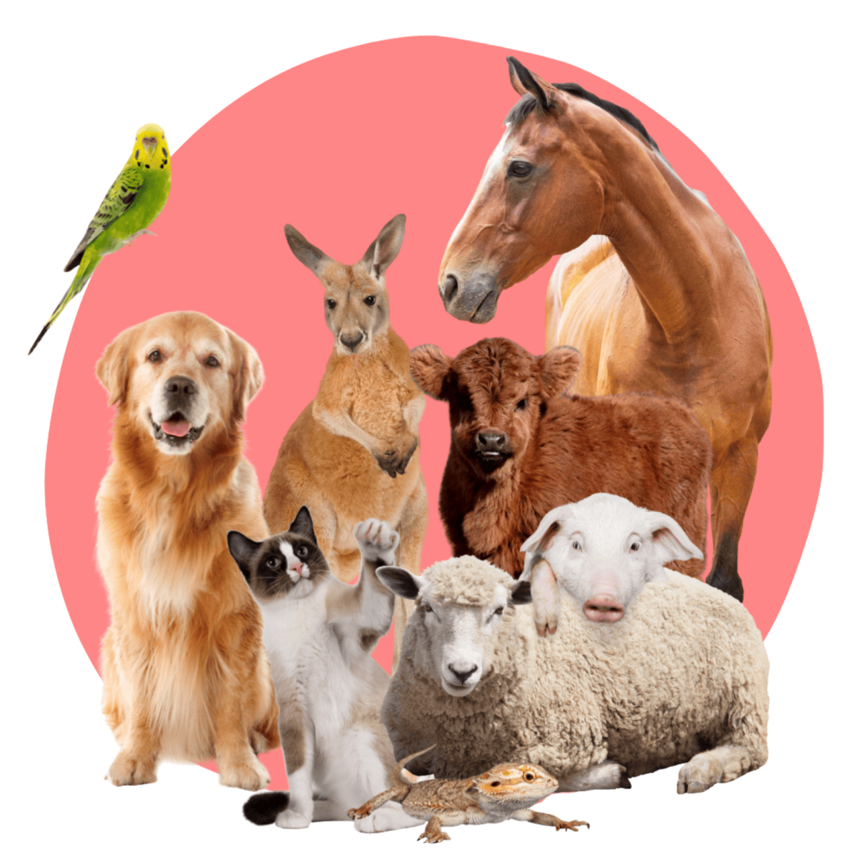 Supporting Australian Rescues and Shelters - The Vet Shed