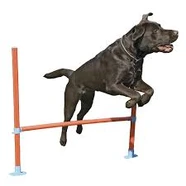 Rosewood Agility Hurdle Jump for Dogs