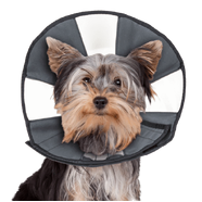 Zenpet Zen Cone Small 20.3-30.5Cm