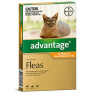 Advantage Orange for small cats and kittens single dose pack