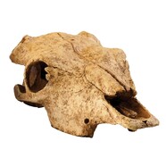 Exo Terra Buffalo Skull - Medium