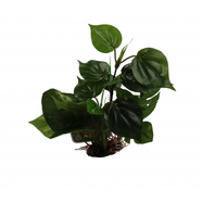 Amazon Jungle Anubius on Rock Medium 20 x 20cm