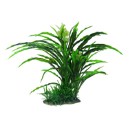 Amazon Jungle Flowering Spinifex Tree 30cm