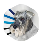 Kong EZ Clear Collar - Medium